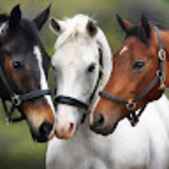 Meet your Posher, Madison - Picture 1 of 1